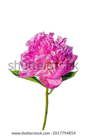 a macro closeup of a beautiful pink coral peony or paeony Paeonia rose flower isolated on white