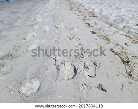 Sand as far as the eye can see. The sandy landscape is filled with different types of footprints. Some are human footprints, some are prints from seagulls, and others are from animals like a dog.