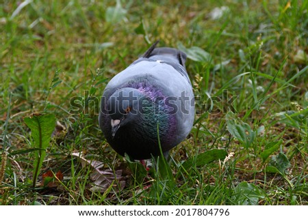 Close-up of a city pigeon, gray with color tints on the neck and brown eyes, which is busily looking for food on the green park lawn.