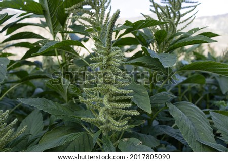 Green amaranth plant with leaves (kiwicha), Amaranthus retroflexus L., vegetable Royalty-Free Stock Photo #2017805090