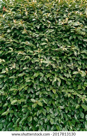 Gorgeous green magnolia bush. Close-up