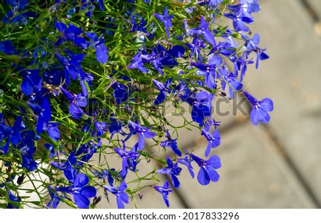 Lobelia erinus In modern herbal medicine, the most commonly used species is Lobelia inflata (Indian tobacco). It was used as an "astmador" in traditional Appalachian medicine