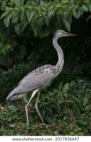 grey heron is in the forest
