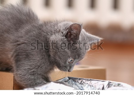 A small gray kitten plays with foil and a ball. Cat toys.