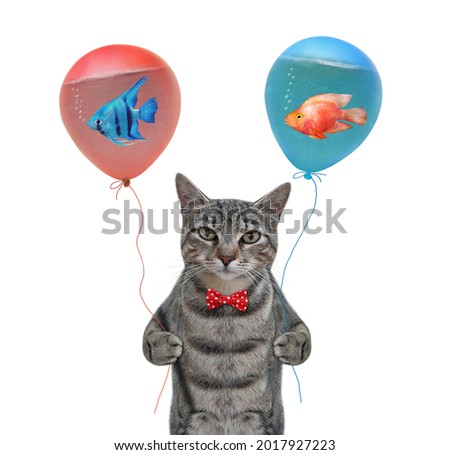 A gray cat holds balloons with water. Inside them are aquarium fish. White background. Isolated.