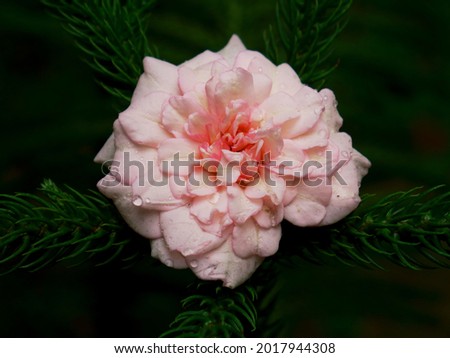 Asian variety of rose visual upon thorn leaves at dark background.