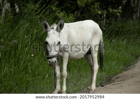 Beautiful white donkey standing gracefully in the Sun in Shirin, Syrdarya, Uzbekistan 