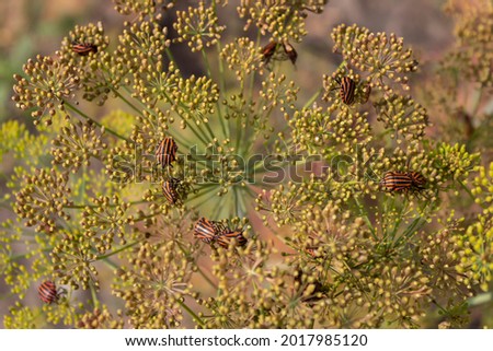 On a branch of dill, there are many orange beetles with a black stripe called a lineage, or striped graphosome (lat.Graphosoma lineatum).