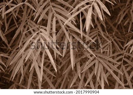 thriving bamboo leaves in sephia. Thyrsostachys is a genus of Chinese and Indochina bamboo in the grass family. This image is suitable to be used as wallpaper or background. 