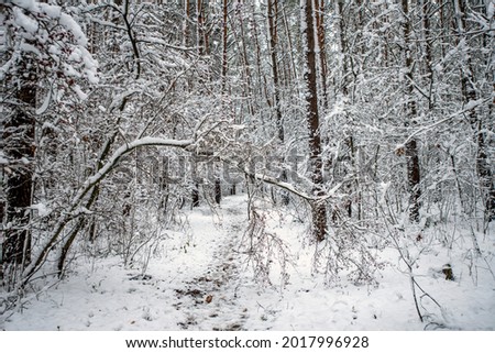 winter forest in the winter snow covered branches