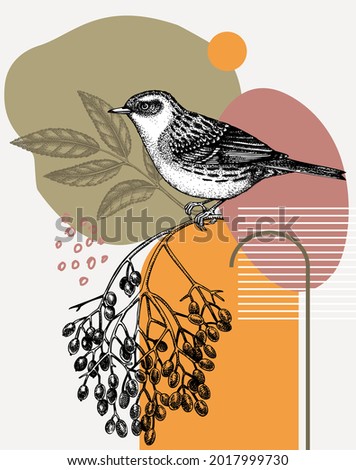 Hand-sketched Dunnock vector illustration. Perching bird on elderberry branch. Collage style illustration with geometric shapes and abstract elements. Creative bird art. Print, poster, card design