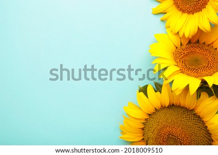 Beautiful fresh sunflowers on blue background. Autumn or summer Concept, harvest time, agriculture. Sunflower natural background.