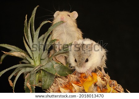 Two Campbell dwarf hamsters (Phodopus campbelli) are eating pineapple fruit. Its original habitat is meadows, deserts and semi-deserts. 