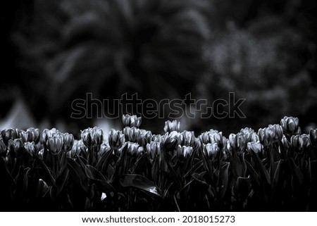 Black and white picture of flowers