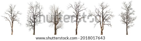 dead trees or dry tree collection isolated on white background. Royalty-Free Stock Photo #2018017643