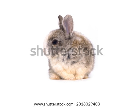 Gray adorable rabbits isolated on a white background


