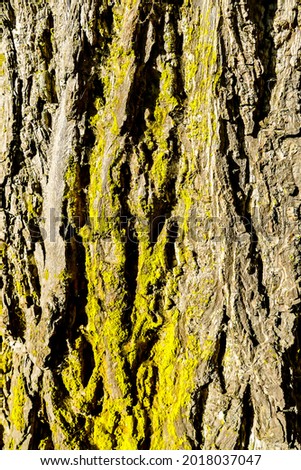 bark of a tree, beautiful photo digital picture
