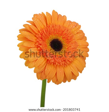 orange flower on a white background 