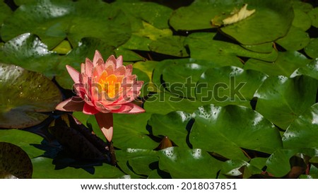 Magical big hot pink water lily or lotus flower Orange sunset Perry in garden pond. There are raindrops on petals of flower. Close-up of beautiful orange flower. Nature concept for design.