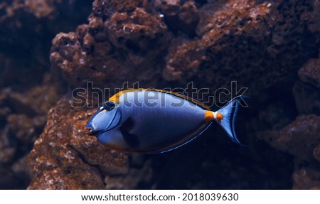 Caesio teres fish. Underwater close up view of tropical animals. Life in ocean.