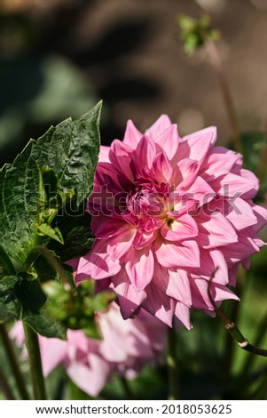 large dahlia flower on a blurred green background in the summer garden. beautiful lush flower of lilac color.