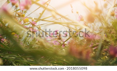Scenic low angle shot of small flowers near the beach. Beautiful wallpaper and background. Filter applied with a spectacular tranquility mood. Concept of love, romance, heaven and gorgeous nature.
