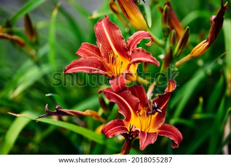 large orange red daylily flowers surrounded by emerald greenery in the summer garden. macro photography, natural background.