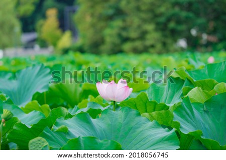 Lotus flowers bloom in Shinobazu Pond in Ueno, Taito Ward, Tokyo.