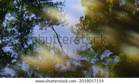 leaf shadow background reflected from water surface