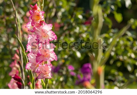 White and pink gladioli are blooming in the garden. Flowers close-up. Bright flowers in summer and autumn. Large flowers and buds on a green background. Royalty-Free Stock Photo #2018064296