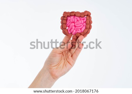 Intestinal tract in woman hand. Human Intestinal mockup. Gastrointestinal tract on white background. Metaphor for health of cashew tract. Woman hand with Intestinal. Intestines health Royalty-Free Stock Photo #2018067176