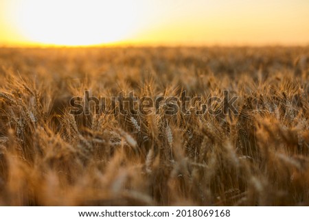 backdrop of ripening ears of yellow wheat field on the sunset, cloudy orange sky background. Copy space of the setting sun rays on horizon in rural meadow. Close up nature photo Idea of a rich harvest