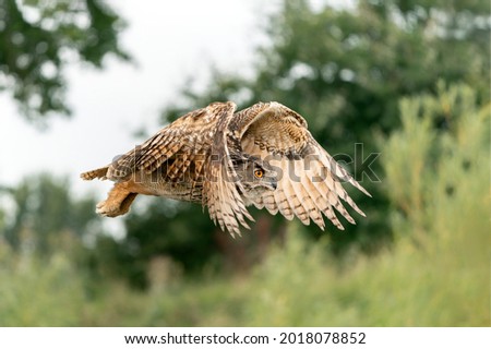  A beautiful, huge European Eagle Owl (Bubo bubo) flying in the forest of Gelderland in the Netherlands.                              