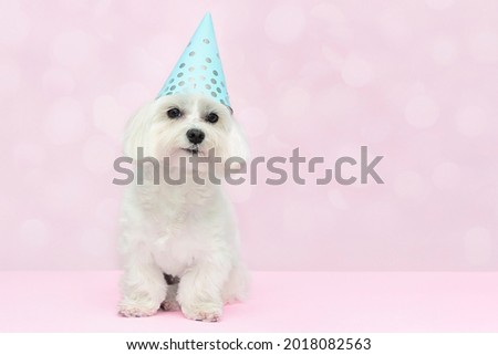 Cute maltese  dog wearing party hat   on pink background  with copy space . Dog birthday party  concept . Dog food, goods for pets advertising concept .