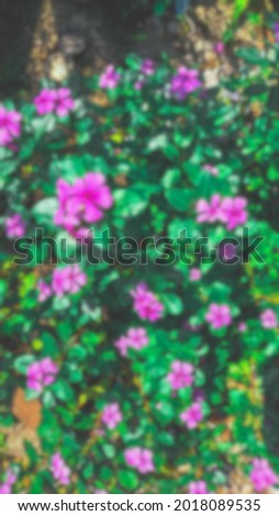 blurred picture of pink zinnia flowers and green leaves in the garden.