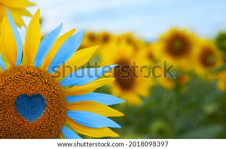 Sunflower with blue heart shaped center, yellow and blue petals. National flag colors. Love Ukraine concept. Independence day of Ukraine flag day constitution day Royalty-Free Stock Photo #2018098397