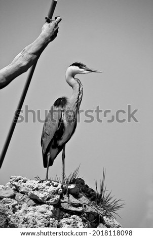
Gray heron standing on a rock