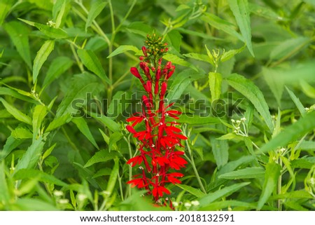 The red cardinal flower (Lobelia cardinalis) depends upon hummingbirds for pollination. Royalty-Free Stock Photo #2018132591