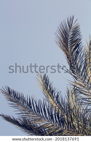 palm branch in the blue sky. summer, holidays, travel concept. nature background. minimal summer concept. copy space