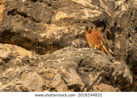Close up photo of a Rock Kestrel sitting on a rock