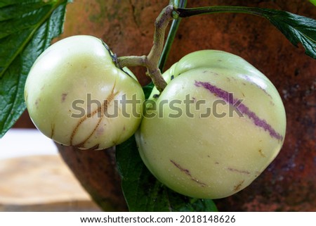 Pepino (Solanum muricatum Aiton) fruit