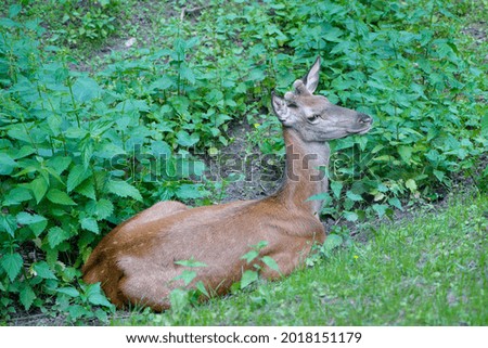 small deer, wild animal. deer resting in the thickets. glade with nettles, green leaves. young deer, red wool. Roe deer lies in a field. close-up