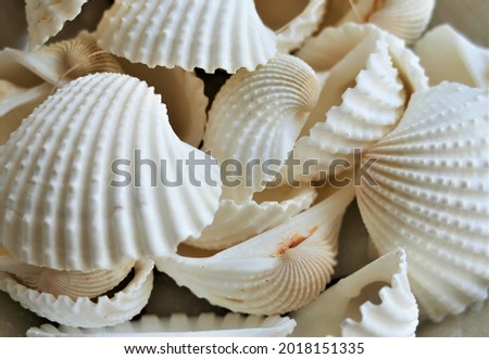 Beautiful white shells close detail sea background