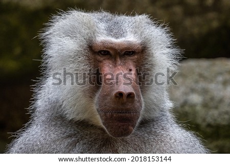 The hamadryas baboon, Papio hamadryas is a species of baboon, being native to the Horn of Africa and the southwestern tip of the Arabian Peninsula.