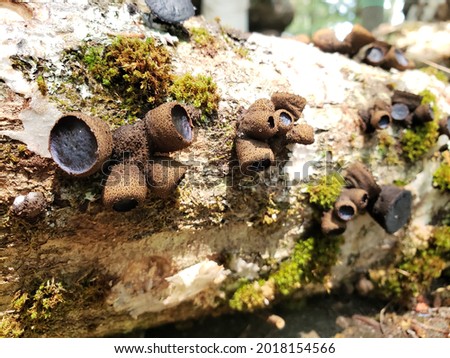 Bulgaria Inquinans also known as Black Jelly Drops growing on a log innoculated with shiitake mycelium  Royalty-Free Stock Photo #2018154566