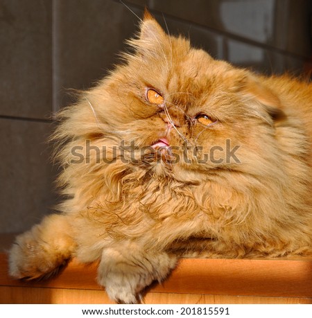 close up picture of a red persian cat 