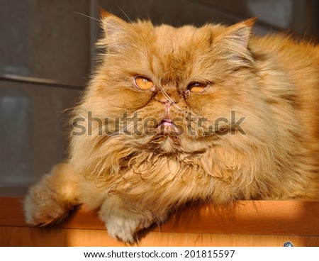 close up picture of a red persian cat 