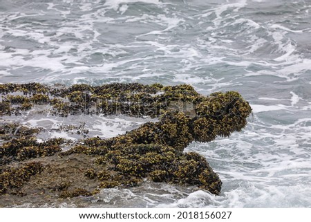 Tide pools on rock by the seashore with different types of crustaceans like mussels, barnacles, limpets and snails in La Jolla Cove, California.