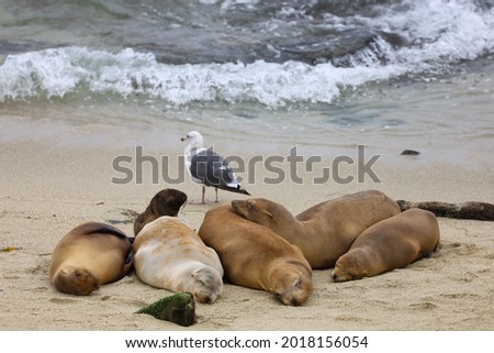 Six female sea lions and a pup laying on the seashore sand sleeping in La Jolla Cove in California.