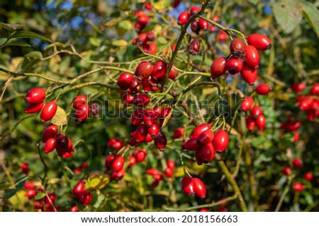 Ripened rose hips on shrub branches, red healthy fruits of Rosa canina plant, late autumn harvest in sunlight Royalty-Free Stock Photo #2018156663